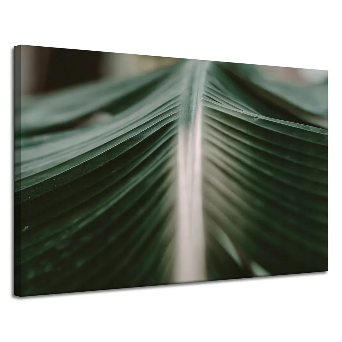 obraz-na-plotnie-natura-lisc-palmy-120x80-stan-nowy