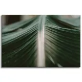 obraz-na-plotnie-natura-lisc-palmy-120x80-stan-nowy