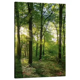 obraz-na-plotnie-slonce-las-drzewa-promienie-swiatla-80x120-cm