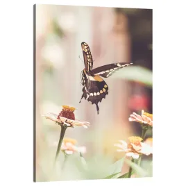 obraz-na-plotnie-natura-owad-motyl-kwiaty-wiosna-lato-80x120