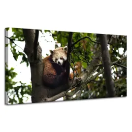 obrazy-na-plotnie-zwierzeta-panda-czerwona-120x60