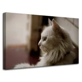 obrazy-na-plotnie-zwierzeta-bialy-kot-80x50-cm