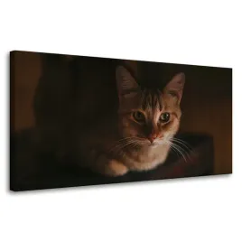 obrazy-na-plotnie-zwierzeta-kot-domowy-80x40-cm