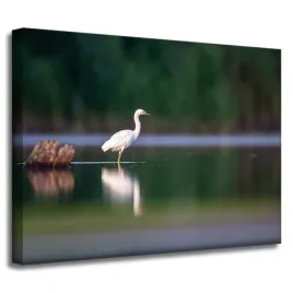 obraz-na-plotnie-zwierzeta-czapla-ptak-staw-40x30