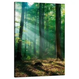 obraz-na-plotnie-las-drzewa-promienie-slonca-80x120-cm