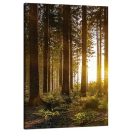 obraz-na-plotnie-zachod-slonca-las-drzewa-przyroda-80x120-cm