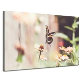 obraz-na-plotnie-natura-owad-motyl-kwiaty-wiosna-lato-120x80