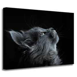 obrazy-na-plotnie-zwierzeta-piekny-kot-40x30-cm