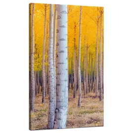 obraz-na-plotnie-brzozy-jesienia-zolte-liscie-70x120-cm