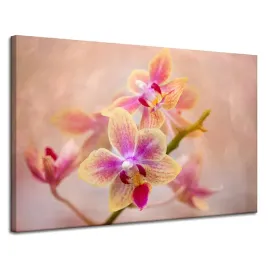 obraz-na-plotnie-botanika-storczyk-orchidea-120x80