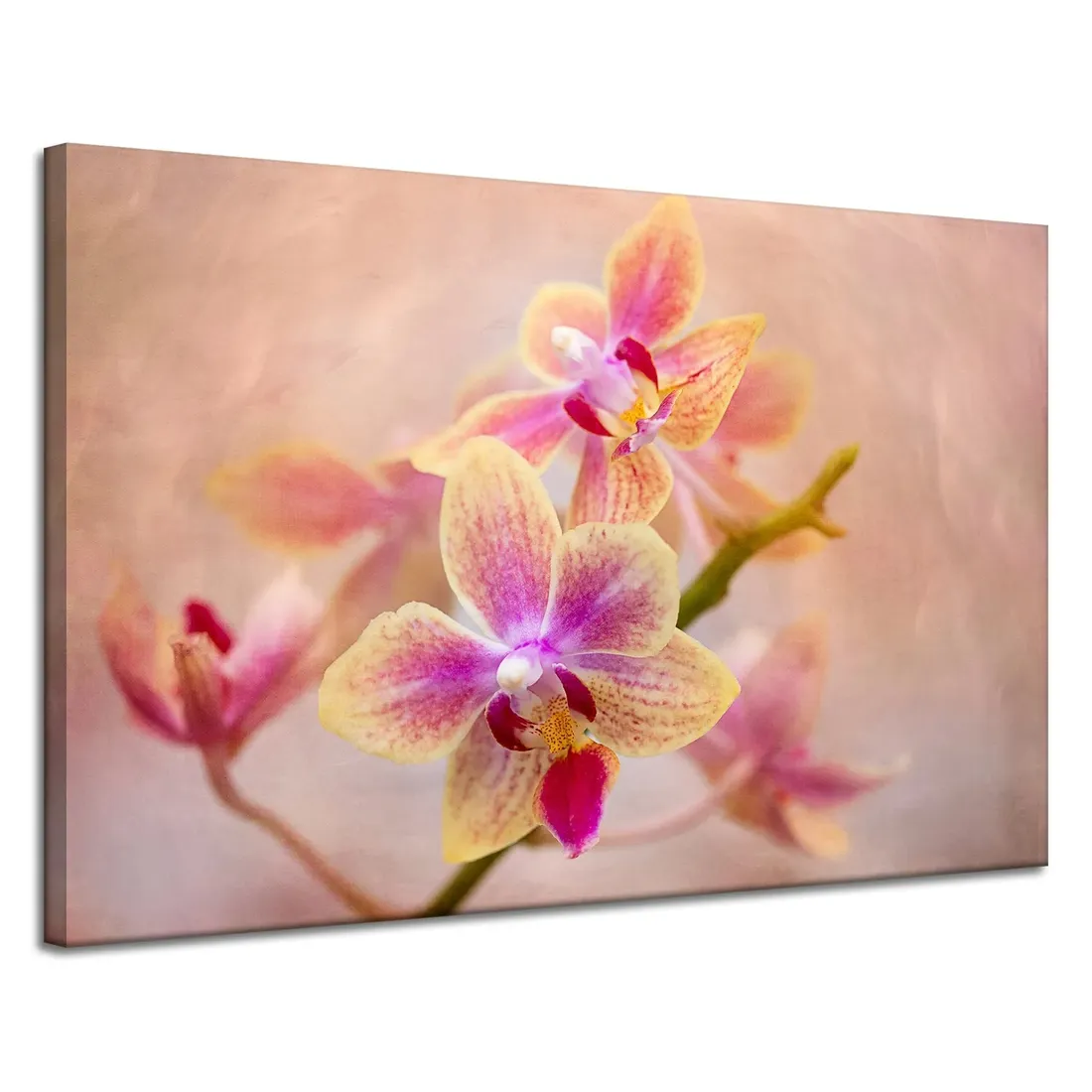 obraz-na-plotnie-botanika-storczyk-orchidea-120x80-stan-nowy
