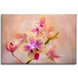 obraz-na-plotnie-botanika-storczyk-orchidea-120x80-stan-nowy