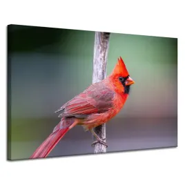 obraz-na-plotnie-zwierzeta-ptak-kardynal-120x80-cm