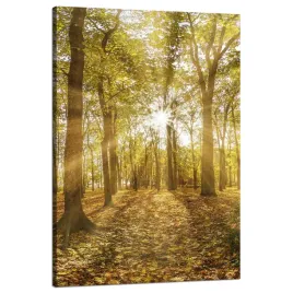 obraz-na-plotnie-slonce-miedzy-drzewami-w-lesie-80x120-cm