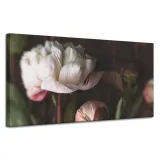 obrazy-na-plotnie-botanika-biale-piwonie-120x60-cm