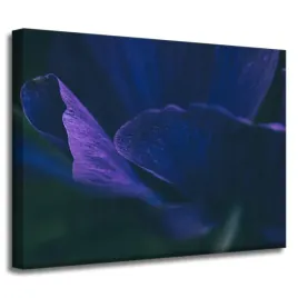 obrazy-na-plotnie-botanika-fioletowe-platki-40x30