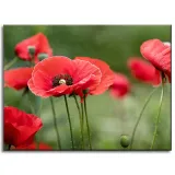 obrazy-na-plotnie-botanika-czerwone-maki-40x30-cm-stan-nowy