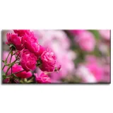 obrazy-na-plotnie-botanika-rozowe-roze-80x40-cm-stan-nowy