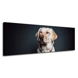 obraz-na-plotnie-zwierzeta-labrador-150x50-cm