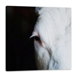 obraz-na-plotnie-zwierzeta-oko-konia-80x80-cm