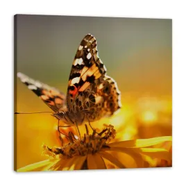 obraz-na-plotnie-zwierzeta-motyl-na-kwiatku-60x60