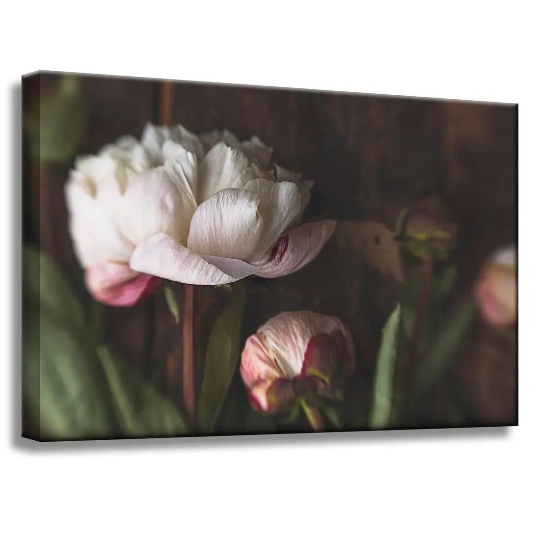 obrazy-na-plotnie-botanika-biale-piwonie-60x40-cm-stan-nowy