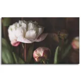 obrazy-na-plotnie-botanika-biale-piwonie-100x60-cm-stan-nowy