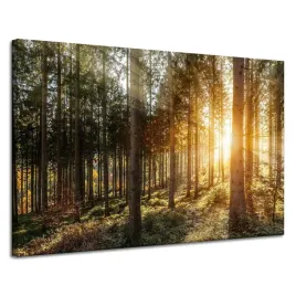 obraz-na-plotnie-brzozy-drzewa-slonca-poranek-120x80-cm