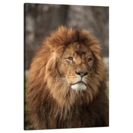 obraz-na-plotnie-zapatrzony-lew-natura-twarz-dzikosc-80x120-cm