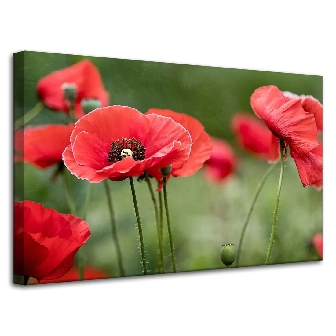 obrazy-na-plotnie-botanika-czerwone-maki-80x50-cm-stan-nowy