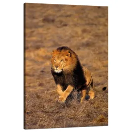 obraz-na-plotnie-biegnacy-lew-na-sawannie-przyroda-80x120-cm