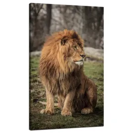 obraz-na-plotnie-pozujacy-lew-na-tle-natury-70x120-cm