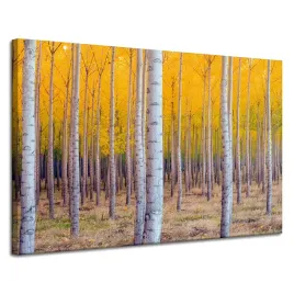 obraz-na-plotnie-brzozy-jesienia-zolte-liscie-120x80-cm