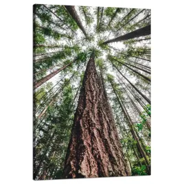 obraz-na-plotnie-drzewa-niebo-natura-przyroda-sztuka-80x120-cm
