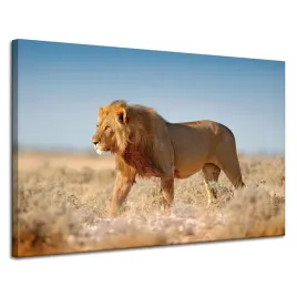 obraz-na-plotnie-chodzacy-lew-na-sawannie-trawa-120x80-cm