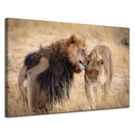 obraz-na-plotnie-para-lwow-milosc-sawanna-natura-120x80-cm