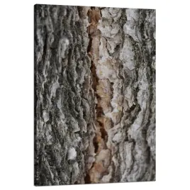 obraz-na-plotnie-natura-kora-drzewa-magia-drzew-lasu-80x120