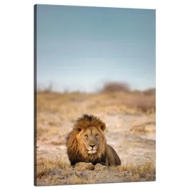 obraz-na-plotnie-lew-na-sawannie-natura-przyroda-80x120-cm