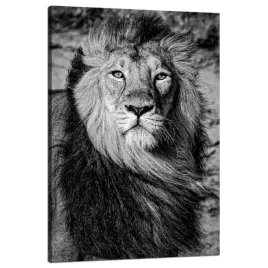 obraz-na-plotnie-szara-grzywa-lwa-twarz-oczy-80x120-cm
