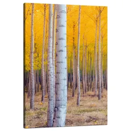 obraz-na-plotnie-brzozy-jesienia-zolte-liscie-80x120-cm