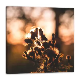 obraz-na-plotnie-botanika-poranek-wschod-slonca-dzien-60x60-cm