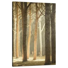 obraz-na-plotnie-drzewa-swiatlo-przyroda-las-80x120-cm