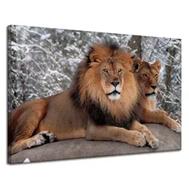 obraz-na-plotnie-para-lwow-lezacych-natura-120x80-cm