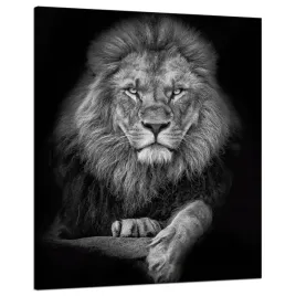 obraz-na-plotnie-szarosc-lew-twarz-poza-krol-80x100-cm