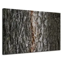 obraz-na-plotnie-natura-kora-drzewa-magia-drzew-lasu-120x80