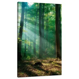 obraz-na-plotnie-las-drzewa-promienie-slonca-70x120-cm
