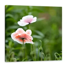 obraz-na-plotnie-botanika-kwiaty-maku-natura-kwiaty-rosliny-80x80-cm