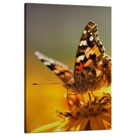 obraz-na-plotnie-zwierzeta-motyl-na-kwiatku-80x120