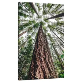 obraz-na-plotnie-drzewa-niebo-natura-przyroda-sztuka-70x120-cm
