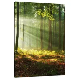 obraz-na-plotnie-swiatlo-w-lesie-natura-drzewa-80x120-cm